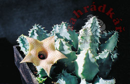 Huernia brevirostris