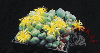 Ferocactus glaucescens
