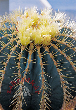Conophytum bilobum