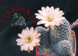 Rebutia haagei