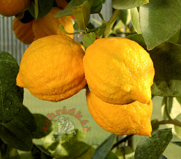 Citrus
