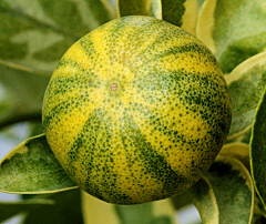 Citrus madurensis
