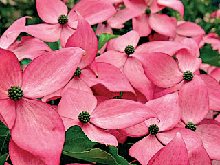 cornus