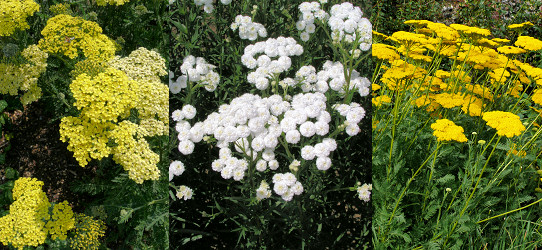 Achillea Credo, Achillea ptarmica typ Flore Pleno, Achillea filipendulina