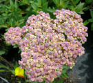 Achillea Farbspiel